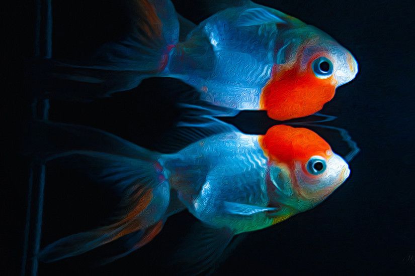 Animal - Goldfish Kinguio Artwork Fish Animal Wallpaper