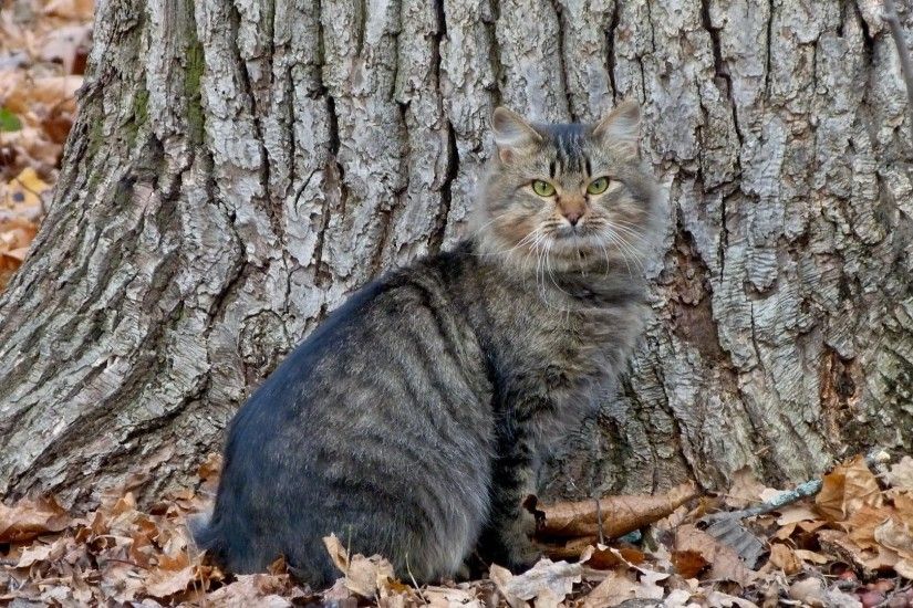 Wildcat standing on autumn leaves wallpaper