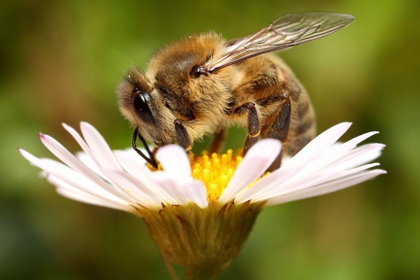 Animal - Bee Wallpaper