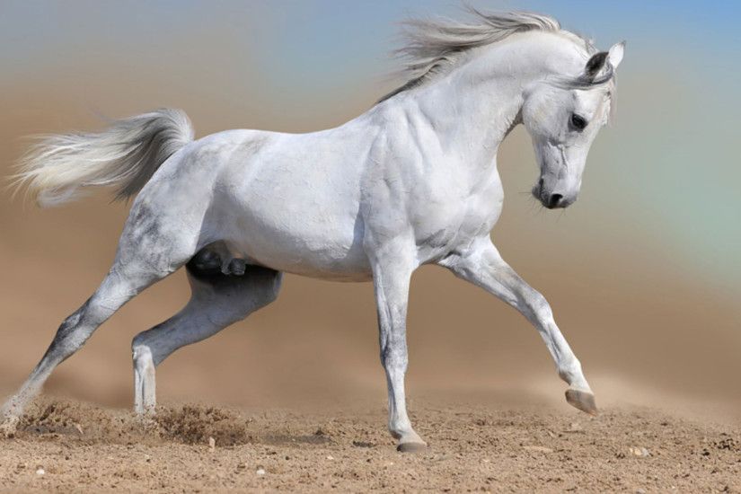 ... HD-Stallion-Wallpaper-Background-Horse-2016 by kylestites