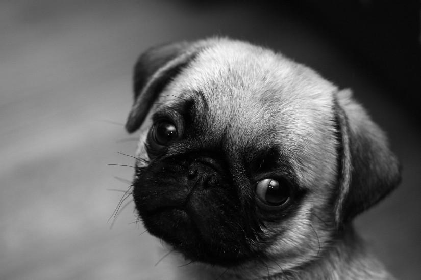 Images For > Cute Baby Pug Wallpaper