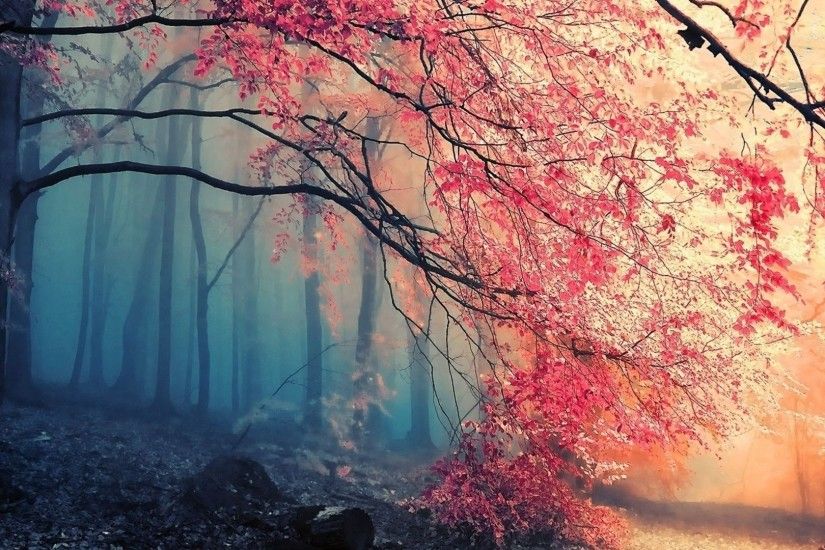... Beautiful Forest HD Background Wallpapers 5025 HD Wallpapers Site free  powerpoint background