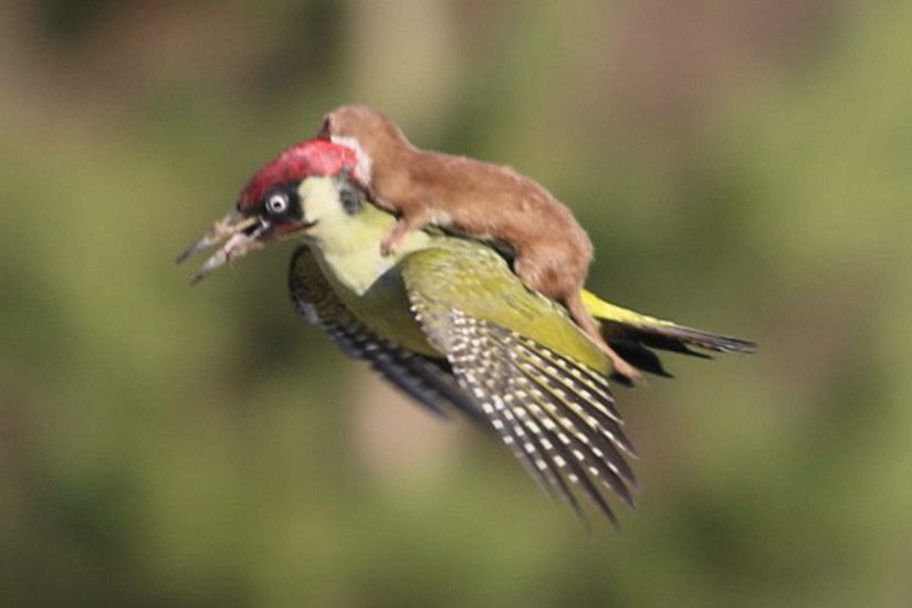 Amazing photo: Weasel rides on a woodpecker