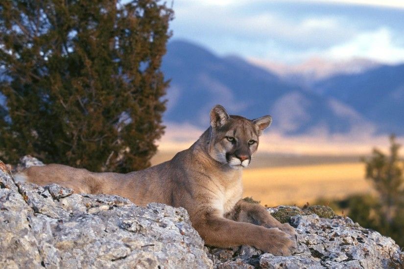 Related Wallpapers from Woodpecker Background. Mountain Lion Wallpaper