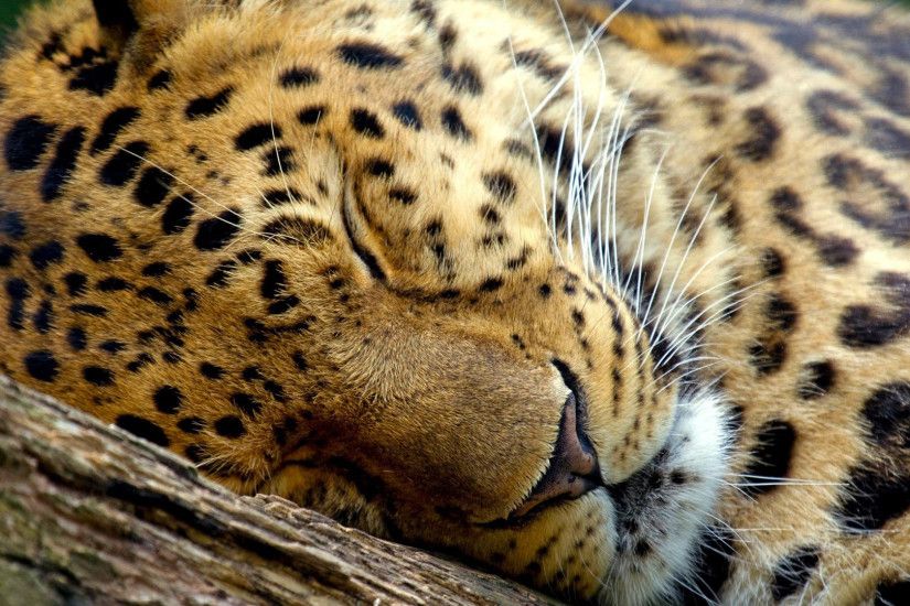 leopard backgrounds images download hd background wallpapers free amazing  cool smart phone 4k high definition 1920Ã1080 Wallpaper HD