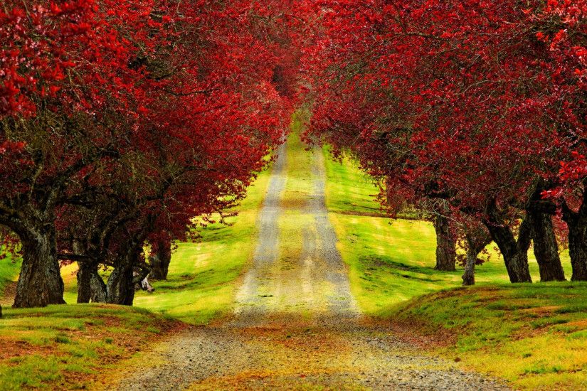 Amazing Roads with Trees | Red Trees Autumn Road HD Wallpaper