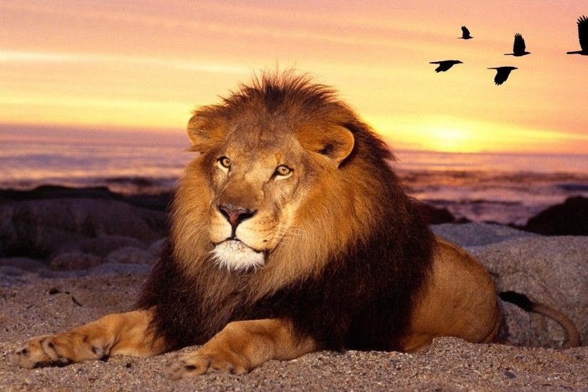 Africa Lion Sunset King Desert Cat Birds Sky Kings Wallpaper Widescreen