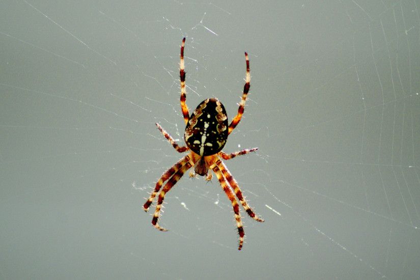 HD wallpaper with a spider in her web.