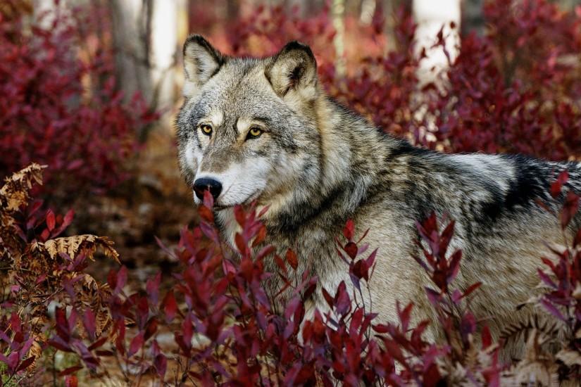 Gray Wolf Wallpapers | HD Wallpapers