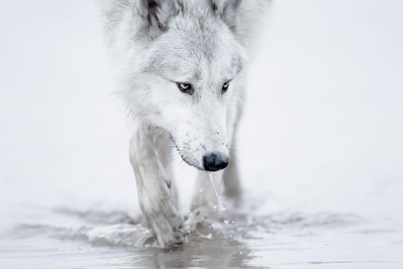 Wolf wallpaper - Wolf - Wolves wallpaper hd - Wolf wall paper .