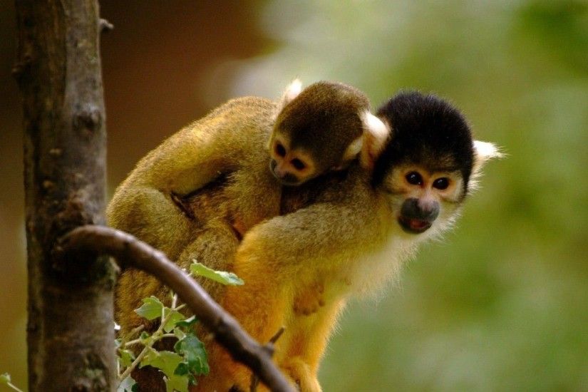 Monkey Hug Wallpaper