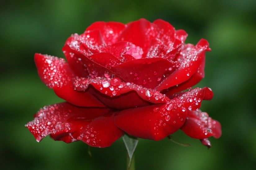 Search Results for “full hd rose flower wallpapers” – Adorable Wallpapers