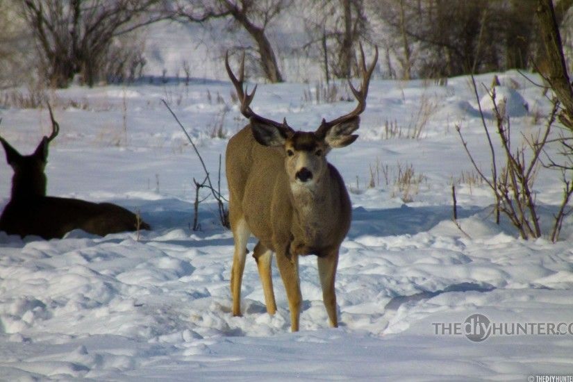 The DIY Hunter - Big Game Hunting — Mule Deer, Elk, Whitetail Deer .