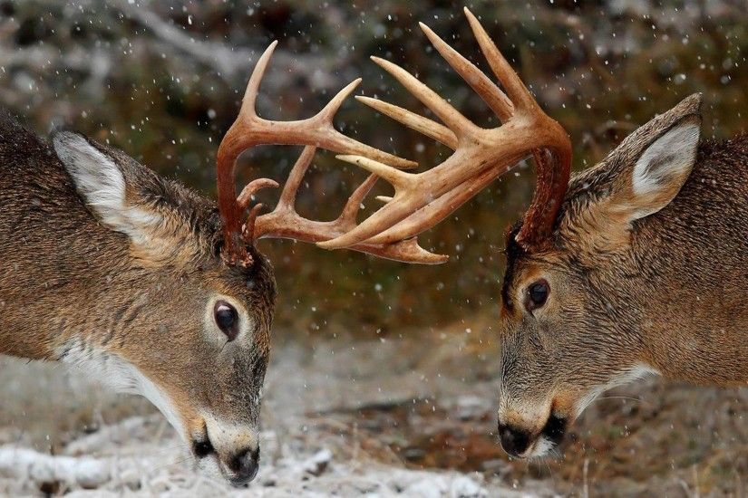 Deer HD Wallpaers | Deer Desktop Images and Pictures | Cool Wallpapers