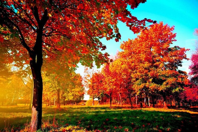 Autumn-trees Wide Desktop Background