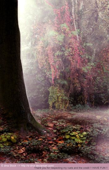 Premade BG Enchanted Forest 2 by E-DinaPhotoArt