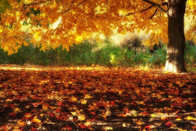 Beautiful Autumn Fall Scenery Wallpaper | Fav Wallpapers HD