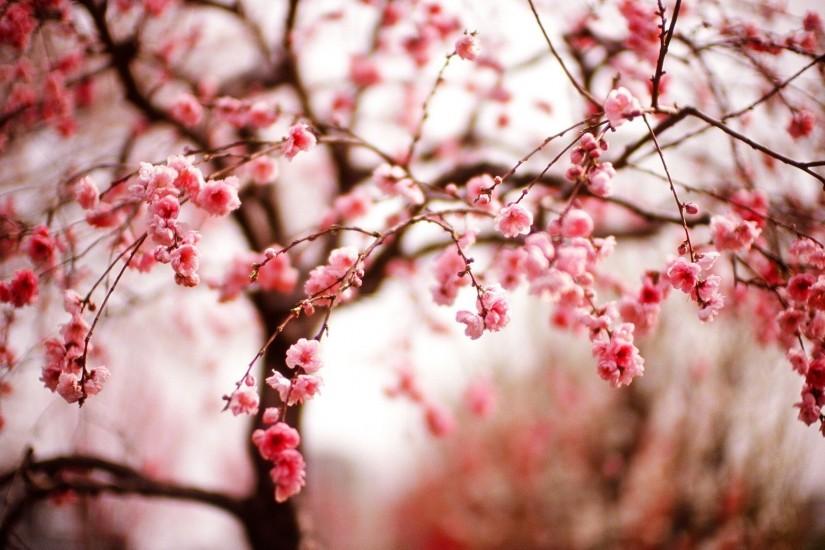 Cherry Blossom Night Wallpaper Widescreen