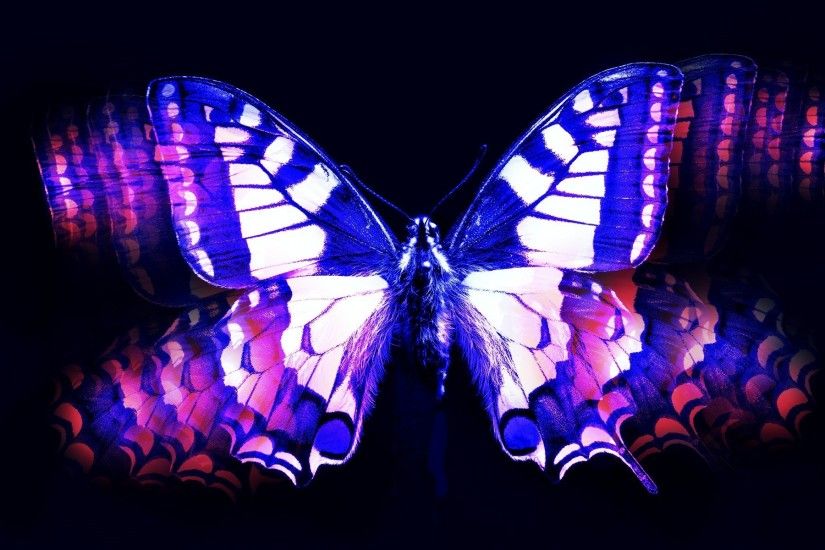 Blue and pink butterfly wallpaper