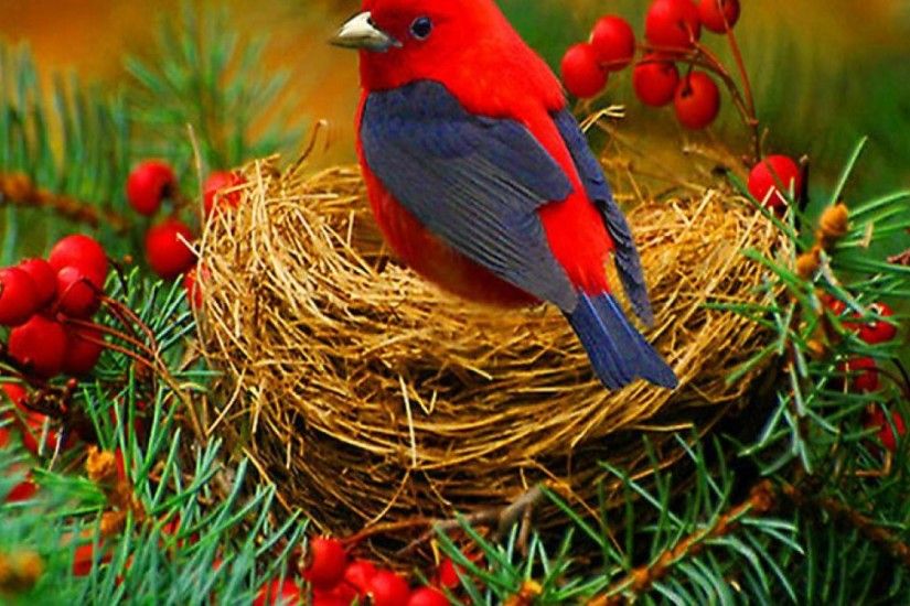 red bird wallpaper