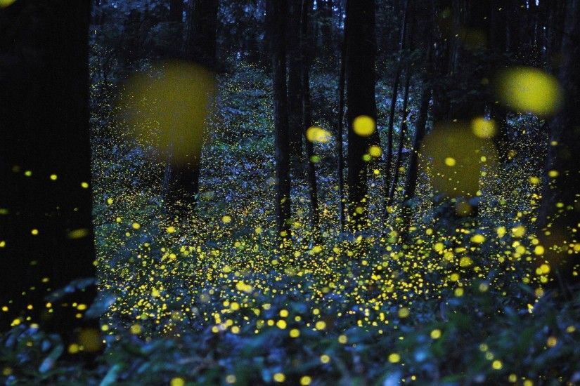 fireflies, Bokeh, Night, Trees, Glowing, Nature, Lights Wallpapers HD /  Desktop and Mobile Backgrounds
