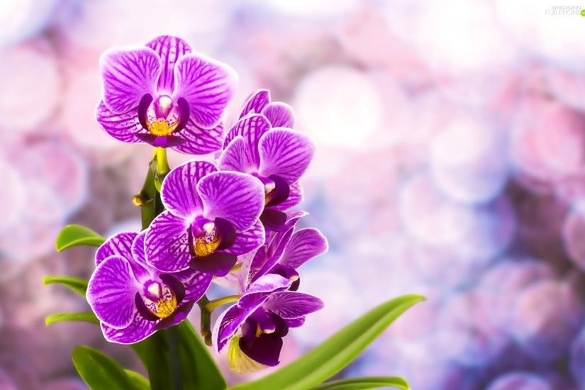 orchids, purple Published: kochanyUrwis