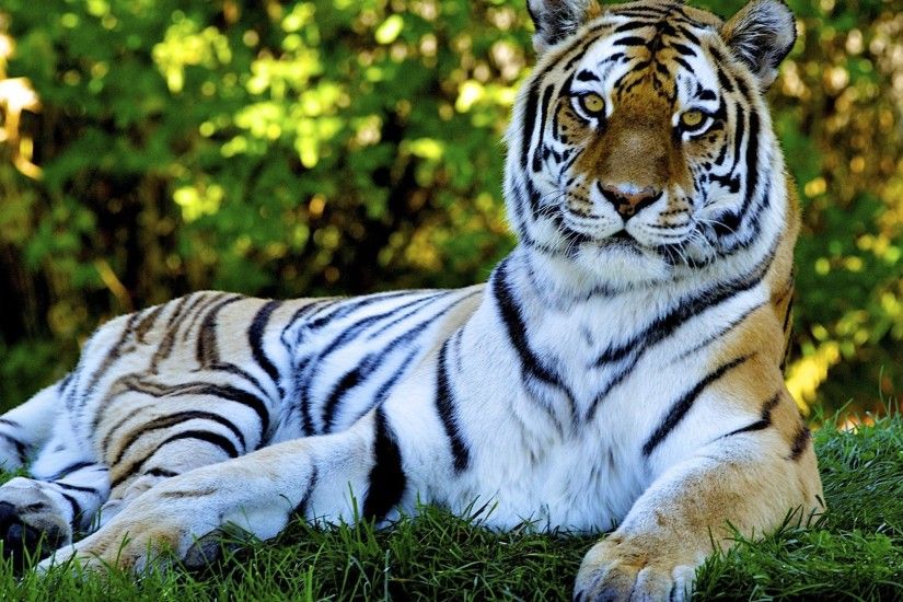 dwhite tiger hd photos free download