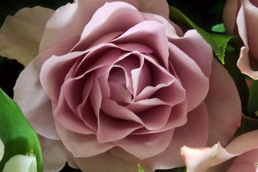 Pink rose close-up photo