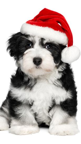 Warm Christmas Dog iPhone 8 wallpaper