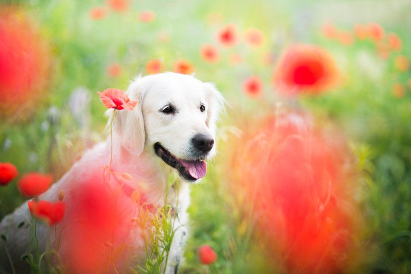 Animal - Golden Retriever Dog Field Flower Poppy Red Flower Bokeh Wallpaper
