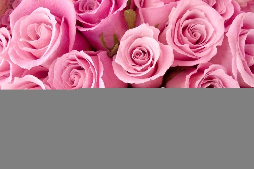 beautiful pink flower wallpaper tumblr hd