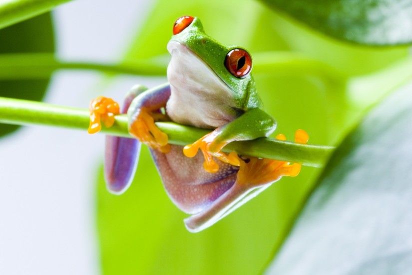 #1858042, tree frog category - High Resolution Wallpapers tree frog pic