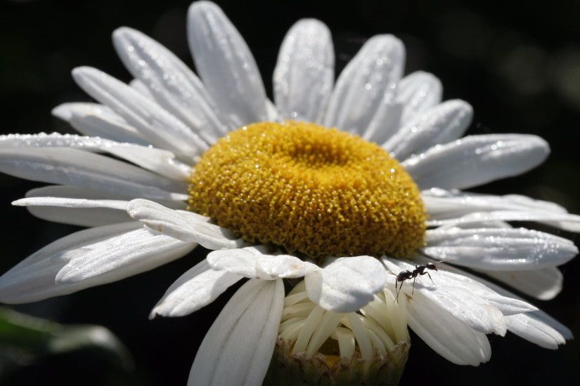 white daisy flower with ant on top