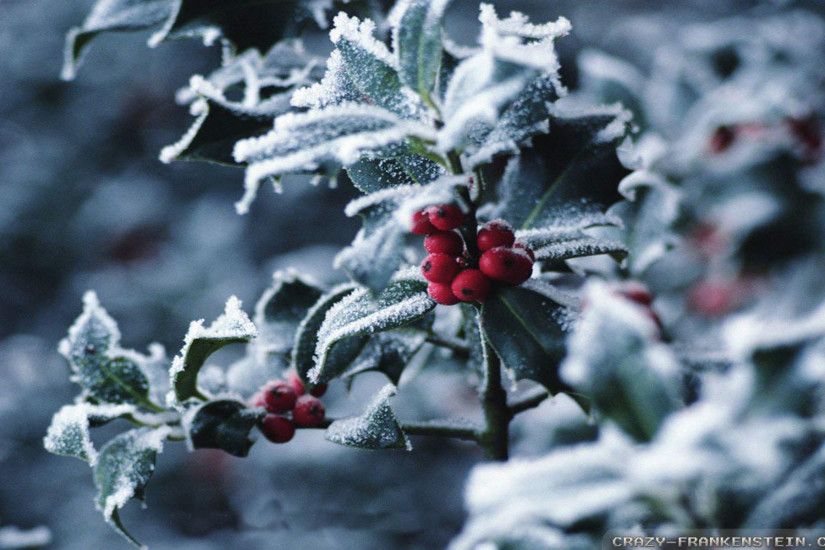 Wallpaper: Winter Christmas berries wallpapers. Resolution: 1024x768 |  1280x1024 | 1600x1200. Widescreen Res: 1440x900 | 1680x1050 | 1920x1200