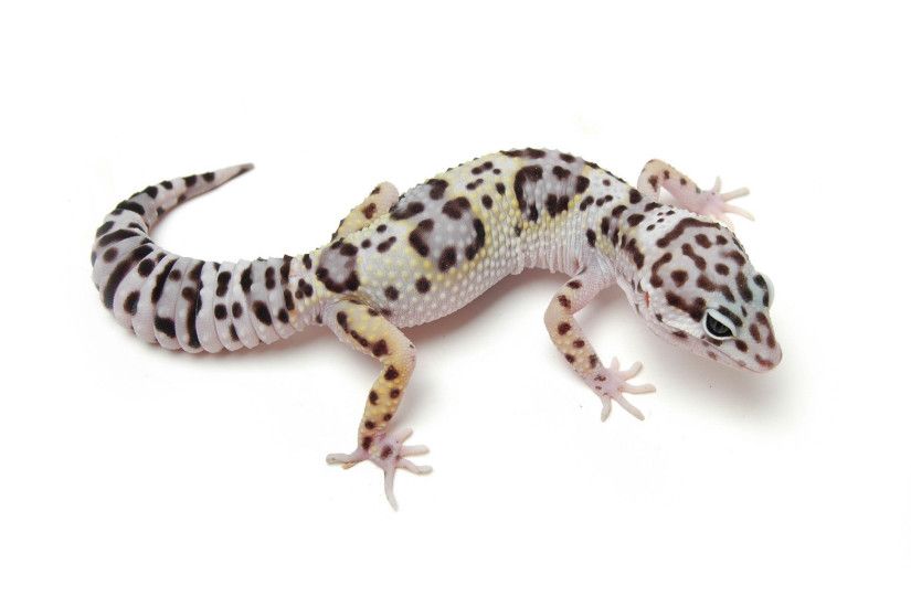 iguana, Reptile, Leaves, Leopard Geckos, Animals Wallpapers HD 950Ã713  Leopard