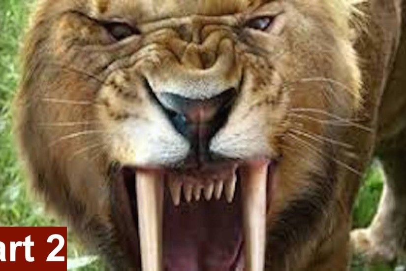 Saber Tooth Tiger Wallpaper Hd