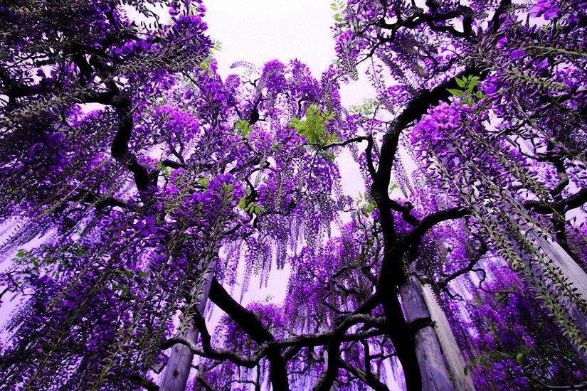 cool purple tree