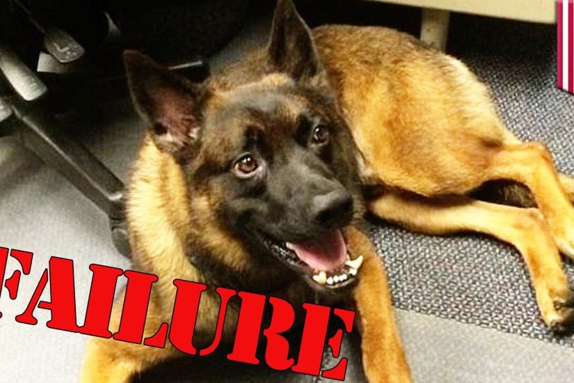 Cute police dog fired for being crappy K9 unit, unfit for police work/buddy  comedy