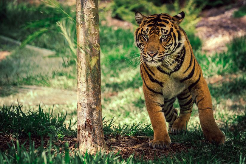 Savanna Tiger Wildlife
