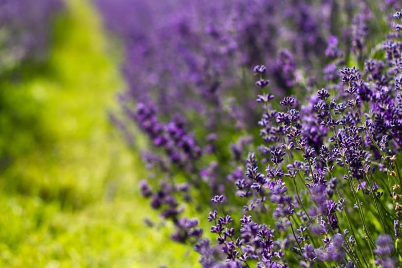Preview wallpaper lavender, flowers, lilac, summer 1920x1080