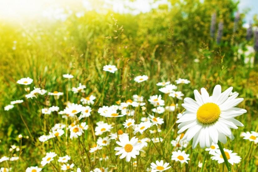 2560x1440 Wallpaper daisy, petals, field, grass