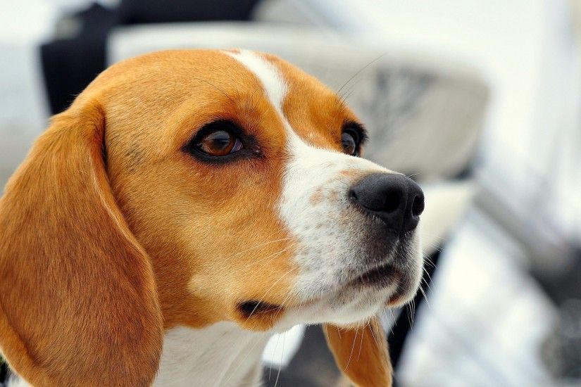 1920x1080 Wallpaper dog, beagle, muzzle, ears, puppy