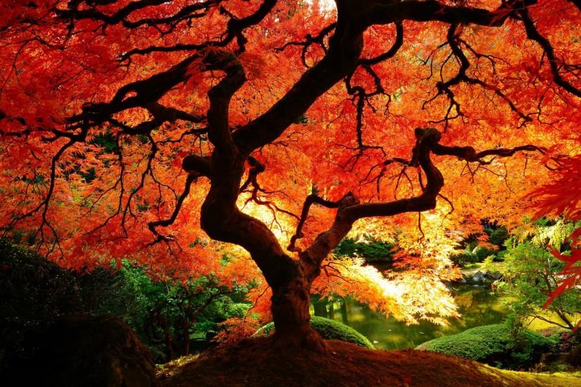 Fall Tree HD Wallpaper Download.