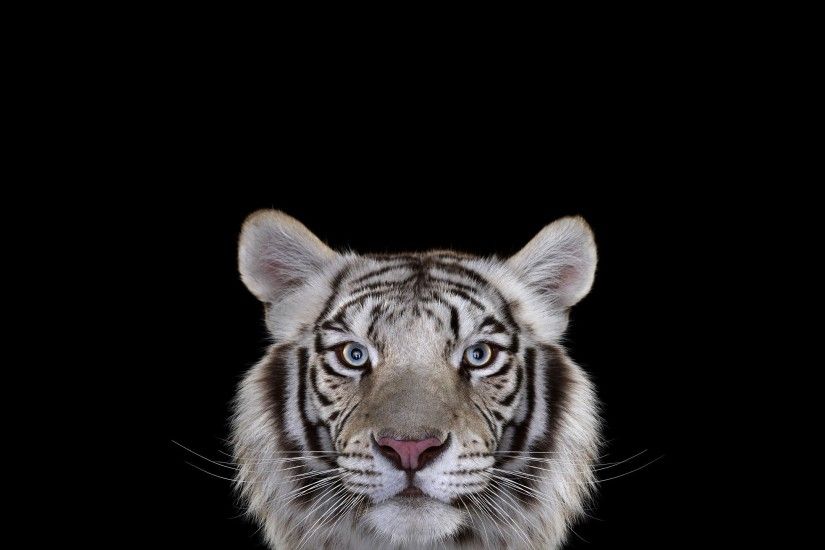 photography mammals cat tiger simple background white tigers big cats  Wallpapers HD / Desktop and Mobile Backgrounds
