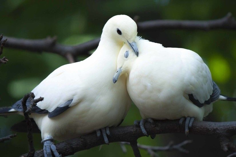 Love birds white dove couple love wallpaper