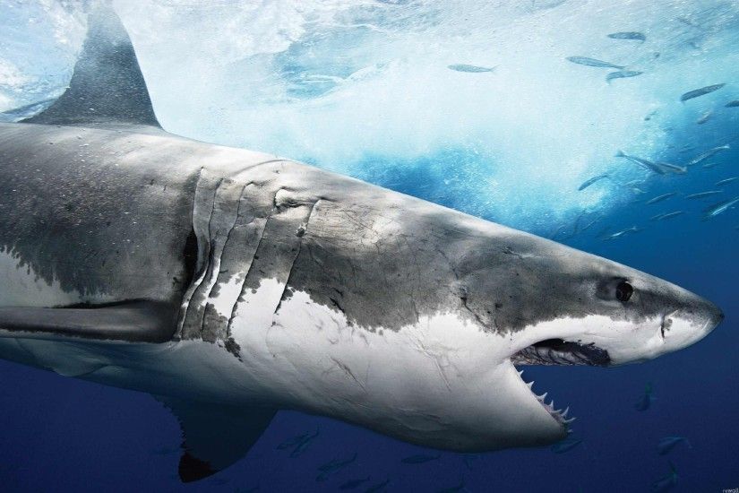 Animal - Shark Wallpaper