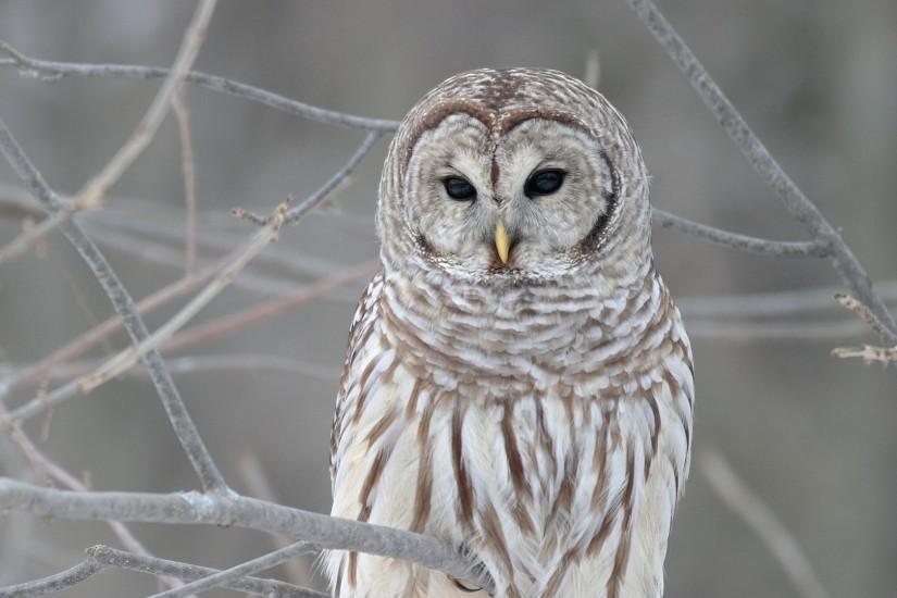 HD Wallpaper | Background ID:454176. 1920x1080 Animal Barred Owl