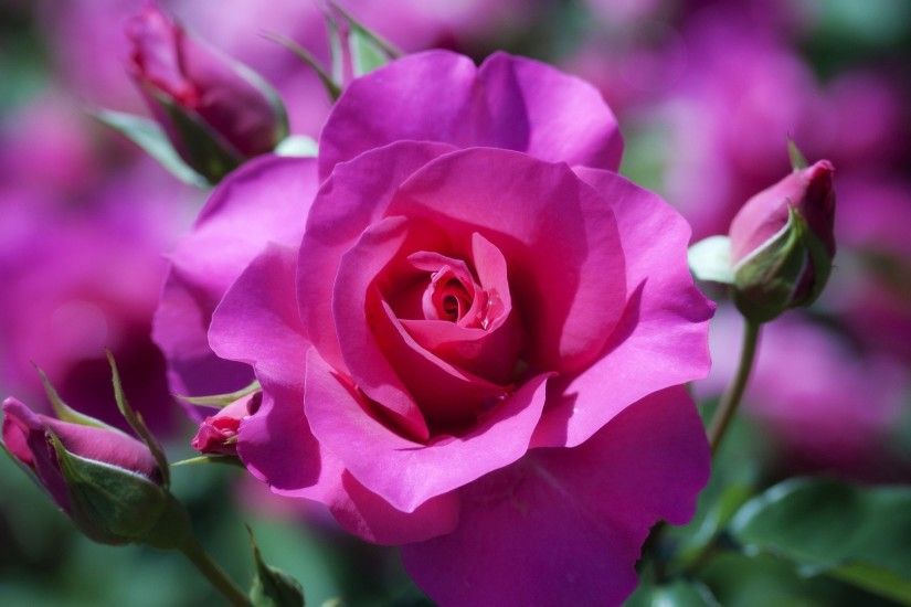 Rose Bud Petals Macro Flower Bush Blur Beauty Landscapes | flowers hd  wallpaper | Pinterest | Beautiful pink roses and Hd wallpaper