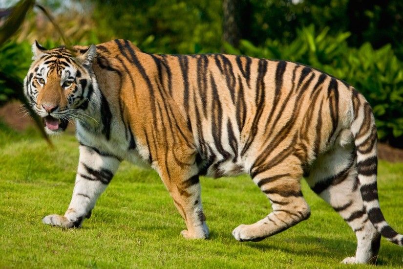 Tiger Animals HD Free Pictures Wallpapers Download