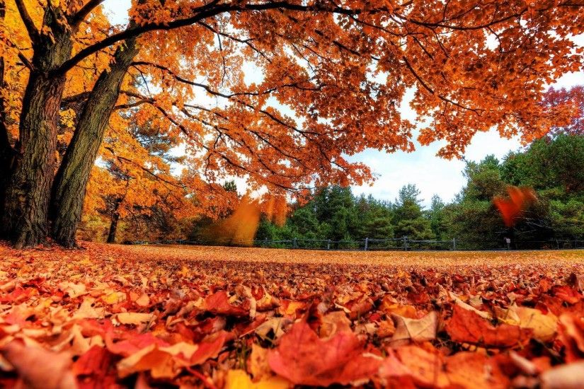 Autumn Leaves Background HD Nature Wallpaper Autumn Leaves .